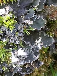 Peltigera collina image