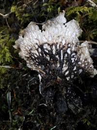 Peltigera neopolydactyla image