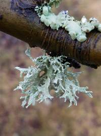 Evernia prunastri image