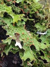 Lobaria pulmonaria image