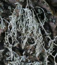 Ramalina menziesii image