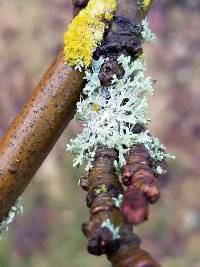 Physcia tenella ssp. tenella image