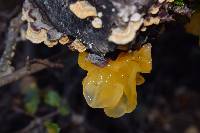 Tremella aurantia image