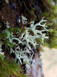 Evernia prunastri image