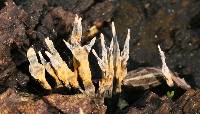 Xylaria hypoxylon image