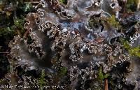 Peltigera pacifica image