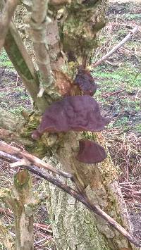 Auricularia auricula-judae image