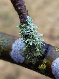 Physcia tenella ssp. tenella image