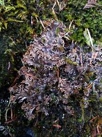 Peltigera pacifica image