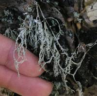 Ramalina menziesii image