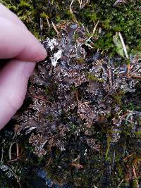 Peltigera pacifica image