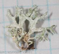 Evernia prunastri image