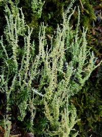 Cladonia squamosa image