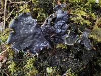 Peltigera neopolydactyla image