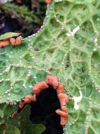 Lobaria pulmonaria image