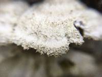 Schizophyllum commune image