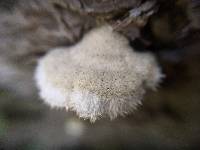 Schizophyllum commune image