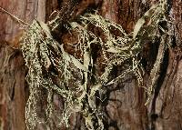 Ramalina menziesii image