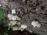 Schizophyllum commune image