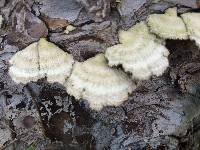 Schizophyllum commune image