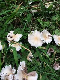 Psathyrella candolleana image