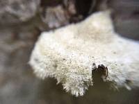 Schizophyllum commune image