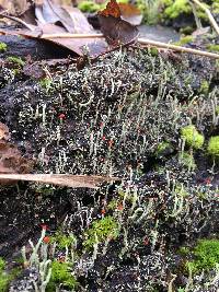 Cladonia macilenta image