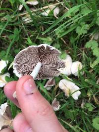 Psathyrella candolleana image