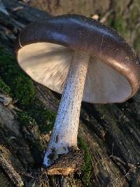 Pluteus exilis image