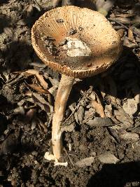 Amanita velosa image