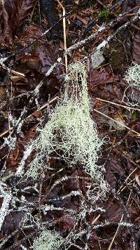 Alectoria sarmentosa image