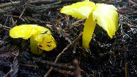 Hygrocybe chlorophana image