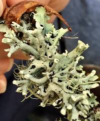 Hypogymnia tubulosa image