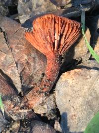 Lactarius rufulus image