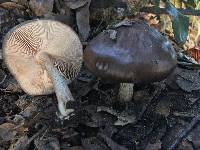 Pluteus exilis image