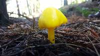 Hygrocybe chlorophana image