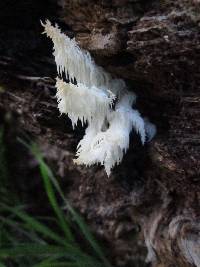 Hericium coralloides image