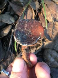 Lactarius rufulus image