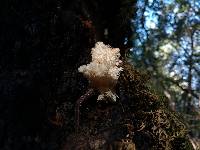 Hericium coralloides image