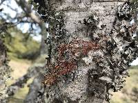 Usnea rubicunda image