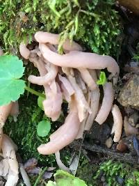 Clavaria fumosa image