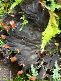 Peltigera membranacea image