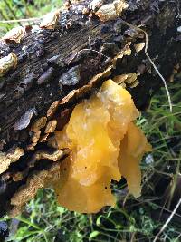 Tremella aurantia image