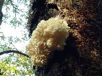 Hericium coralloides image