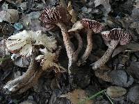 Laccaria amethysteo-occidentalis image