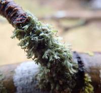 Physcia tenella ssp. tenella image