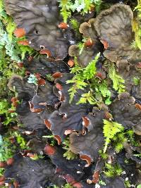 Peltigera membranacea image