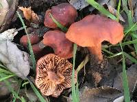 Lactarius rufulus image