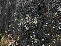 Cladonia concinna image