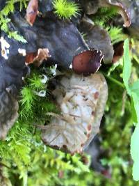 Peltigera membranacea image